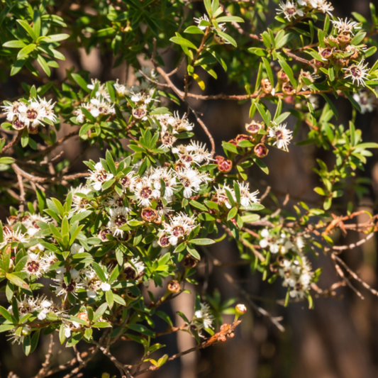 Manuka Oil: New Zealand's Anti-Fungal Powerhouse
