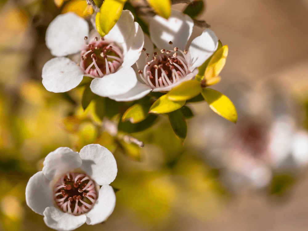 A close up of a manuka flower
