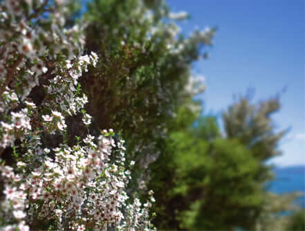 Manuka plants in front of bright blue sky