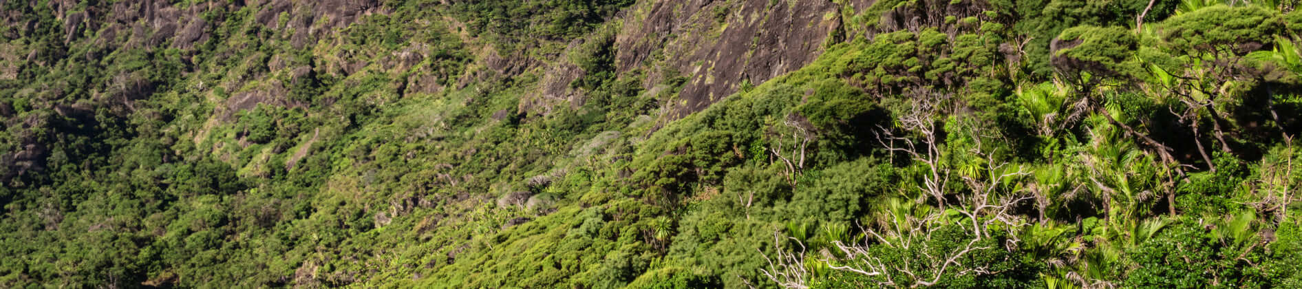 Aerial shot of jungle in New Zealand