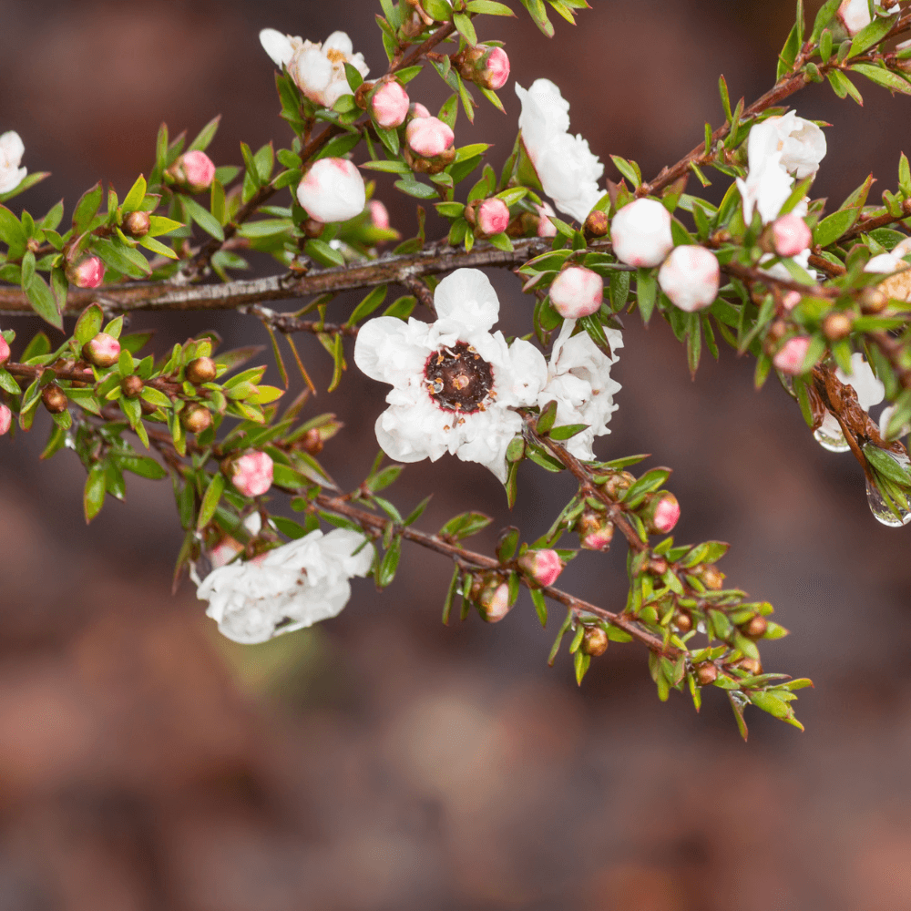 Close up image of Manuka flowers