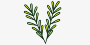 Illustration of Manuka leaf