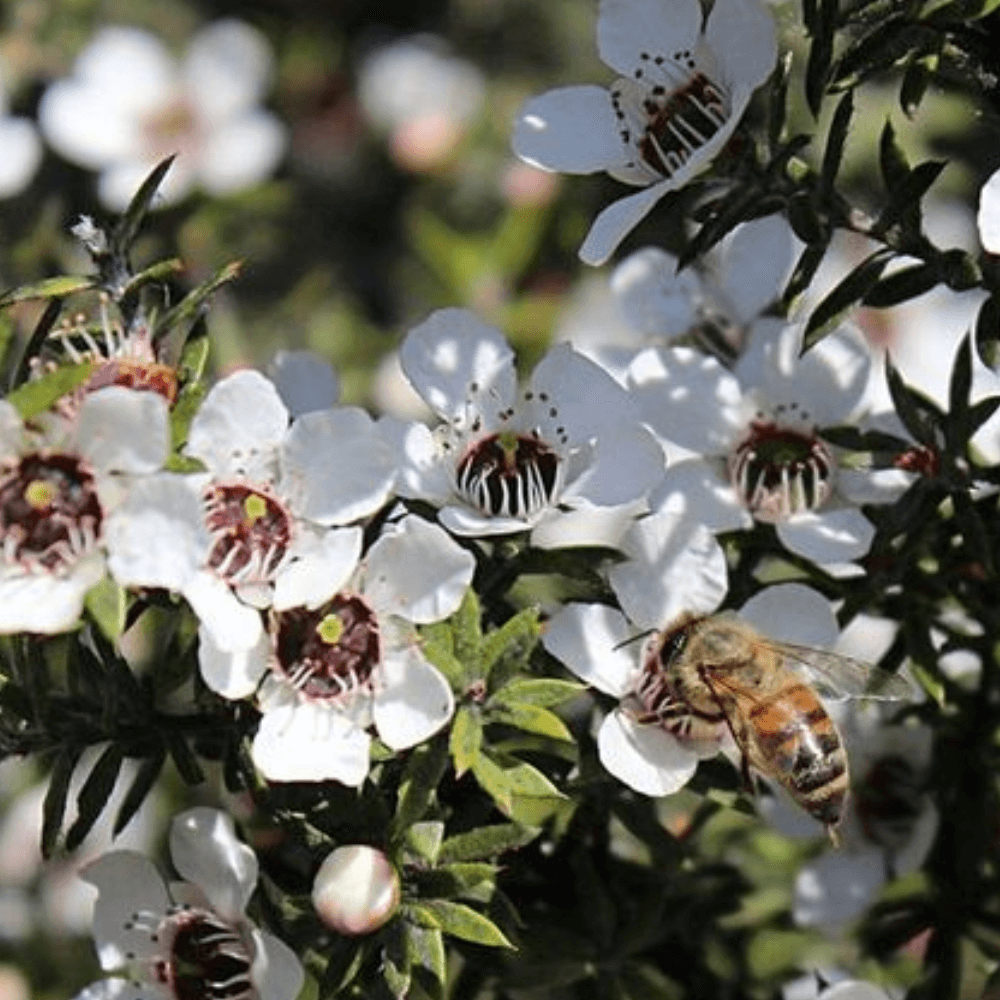 Wasp on manuka flower